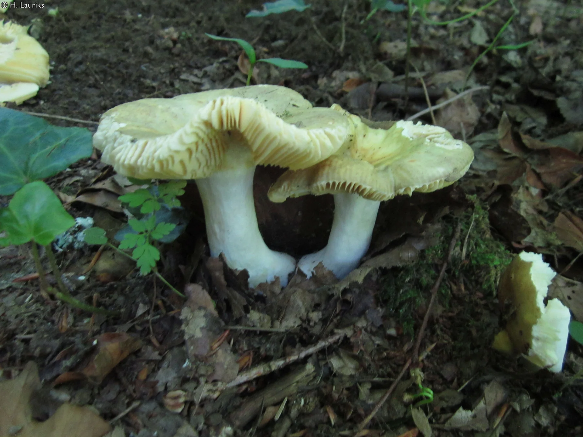 Deux champignons à chapeau clair dans les feuilles mortes d’une forêt de Florenville