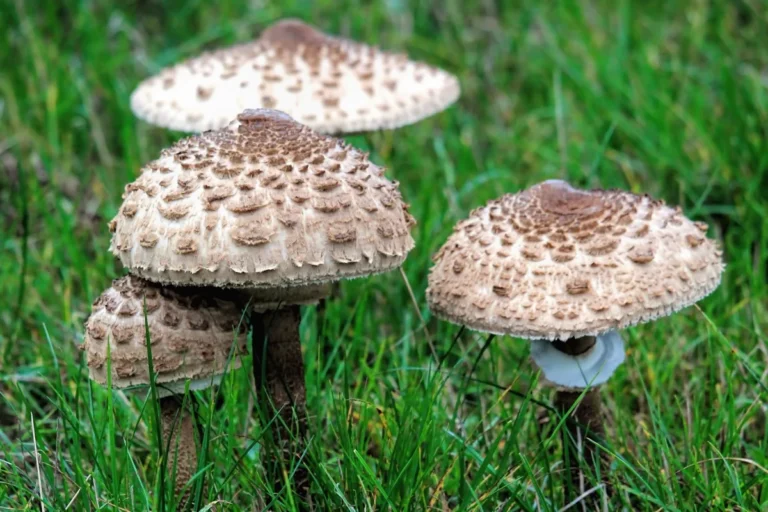 Quatre coulemelles au chapeau écailleux dans l’herbe, champignons d’automne en forêt d’Anlier