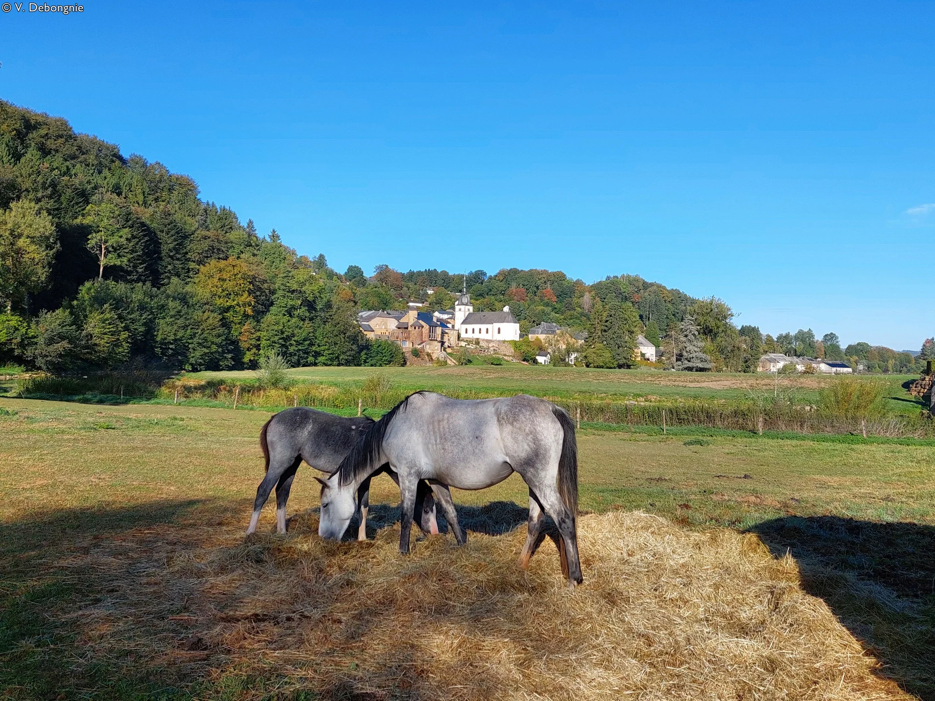 Chevaux dans un pré devant le village de Chassepierre et les collines boisées de la Semois