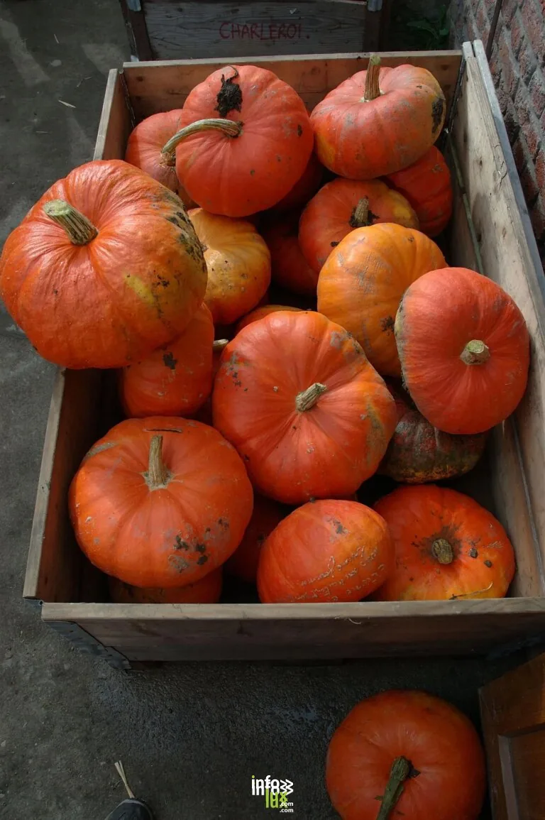 Froidchapelle > Balade contée > Balade contée et déguisée d’Halloween 2026