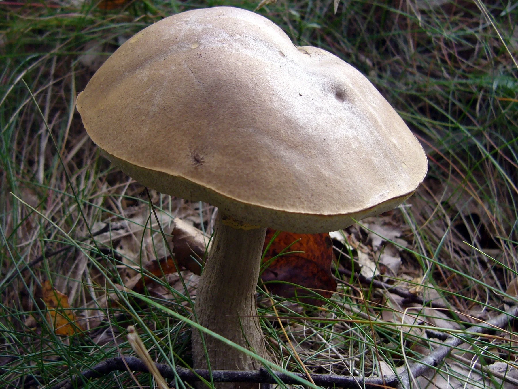 Un bolet au large chapeau beige dans l’herbe et les feuilles mortes