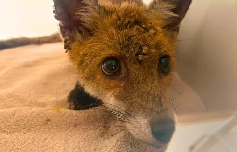 Renard roux en convalescence au CREAVES « Géraldine’s Heaven » de Pairi Daiza à Brugelette