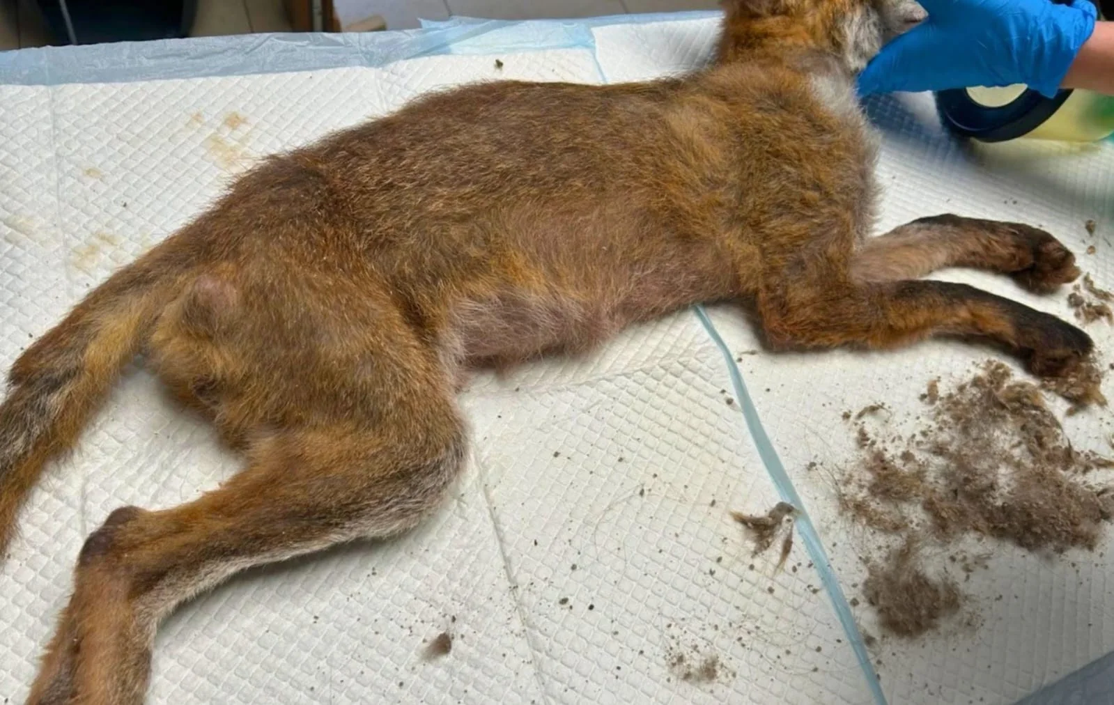Renard affaibli et atteint de gale pris en charge sur la table de soins du CREAVES de Pairi Daiza