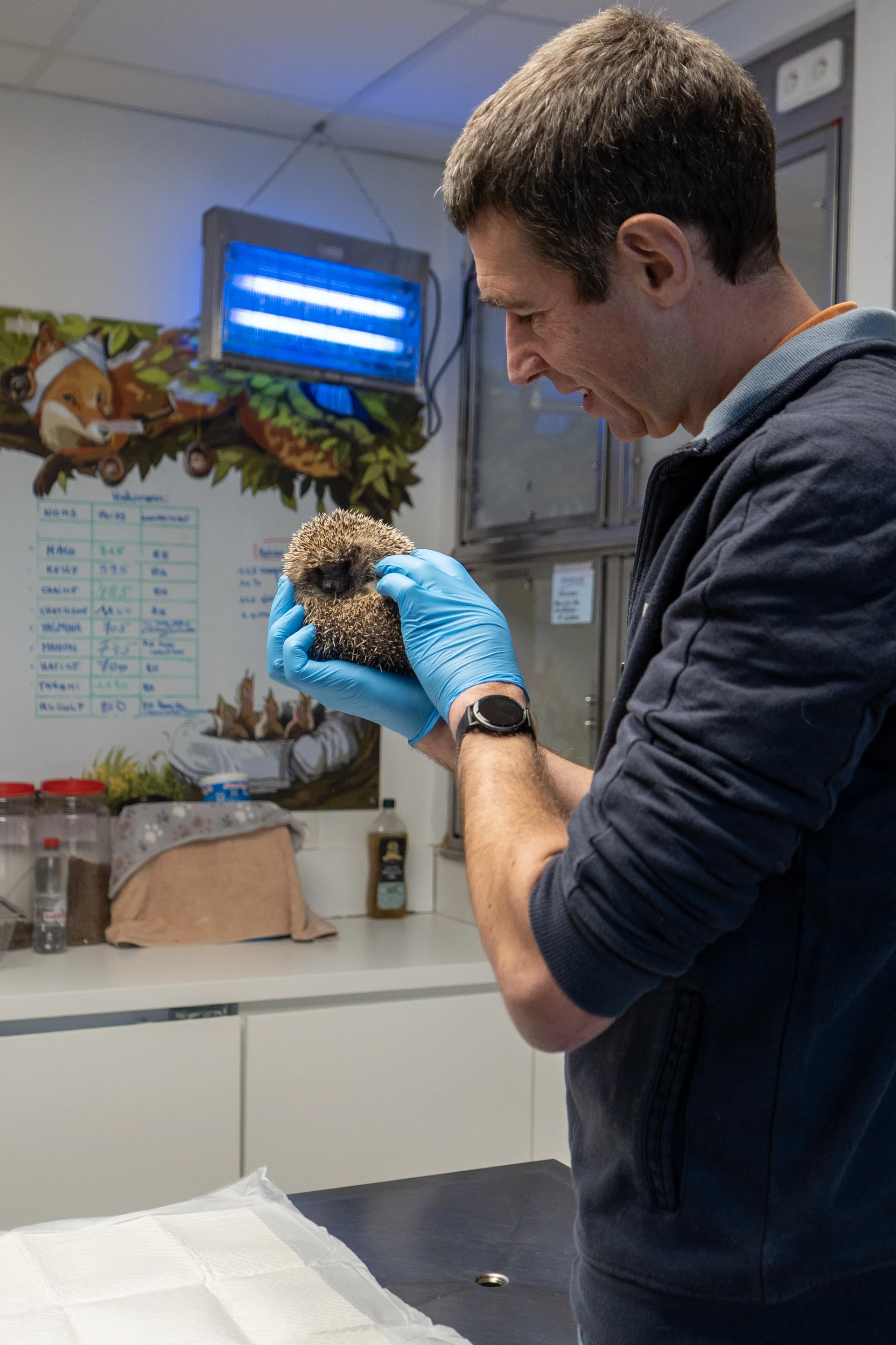 Un vétérinaire examine un hérisson au CREAVES de Pairi Daiza
