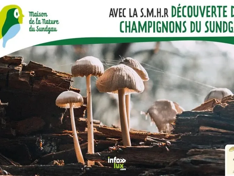 Altenach > Sport > Découverte des champignons du Sundgau