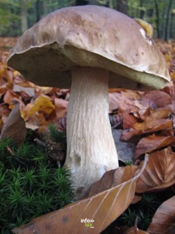 Boult-aux-Bois > Atelier > Découverte du monde des champignons