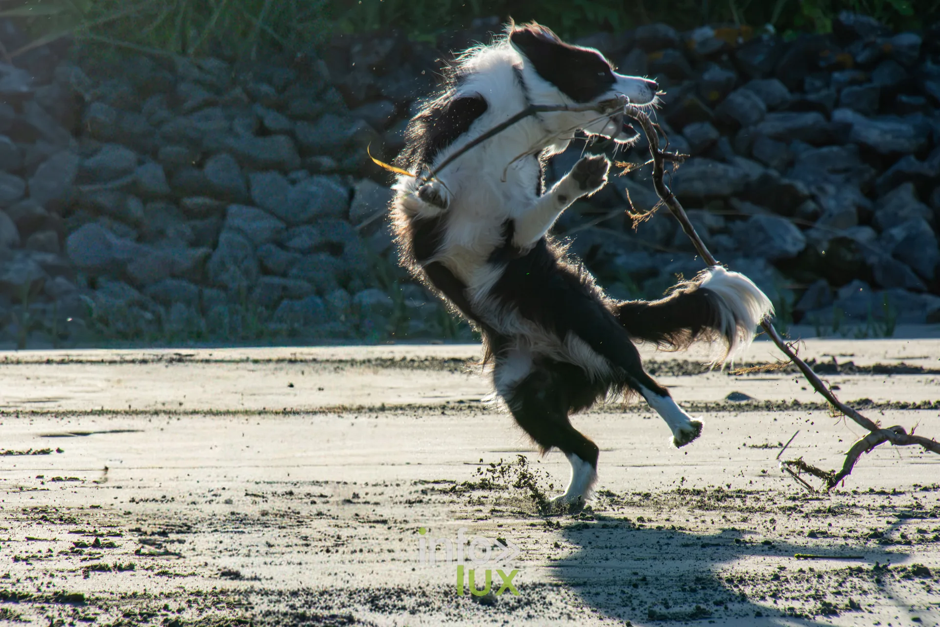 Border collie jouant avec un bâton sur la plage, photo Dolorès Photographie