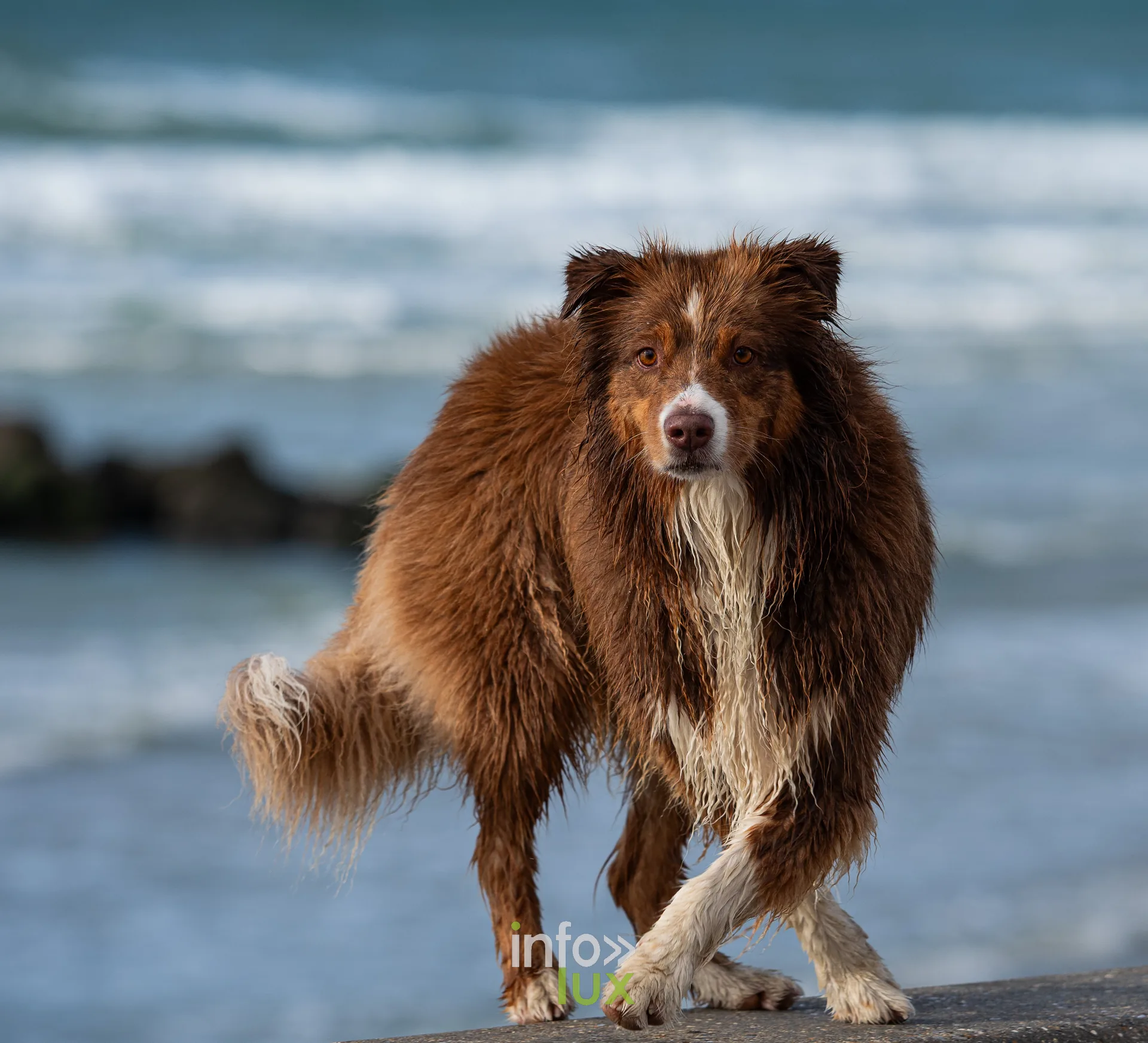 Chien de berger au pelage mouillé au bord de la mer, photo Dolorès Photographie
