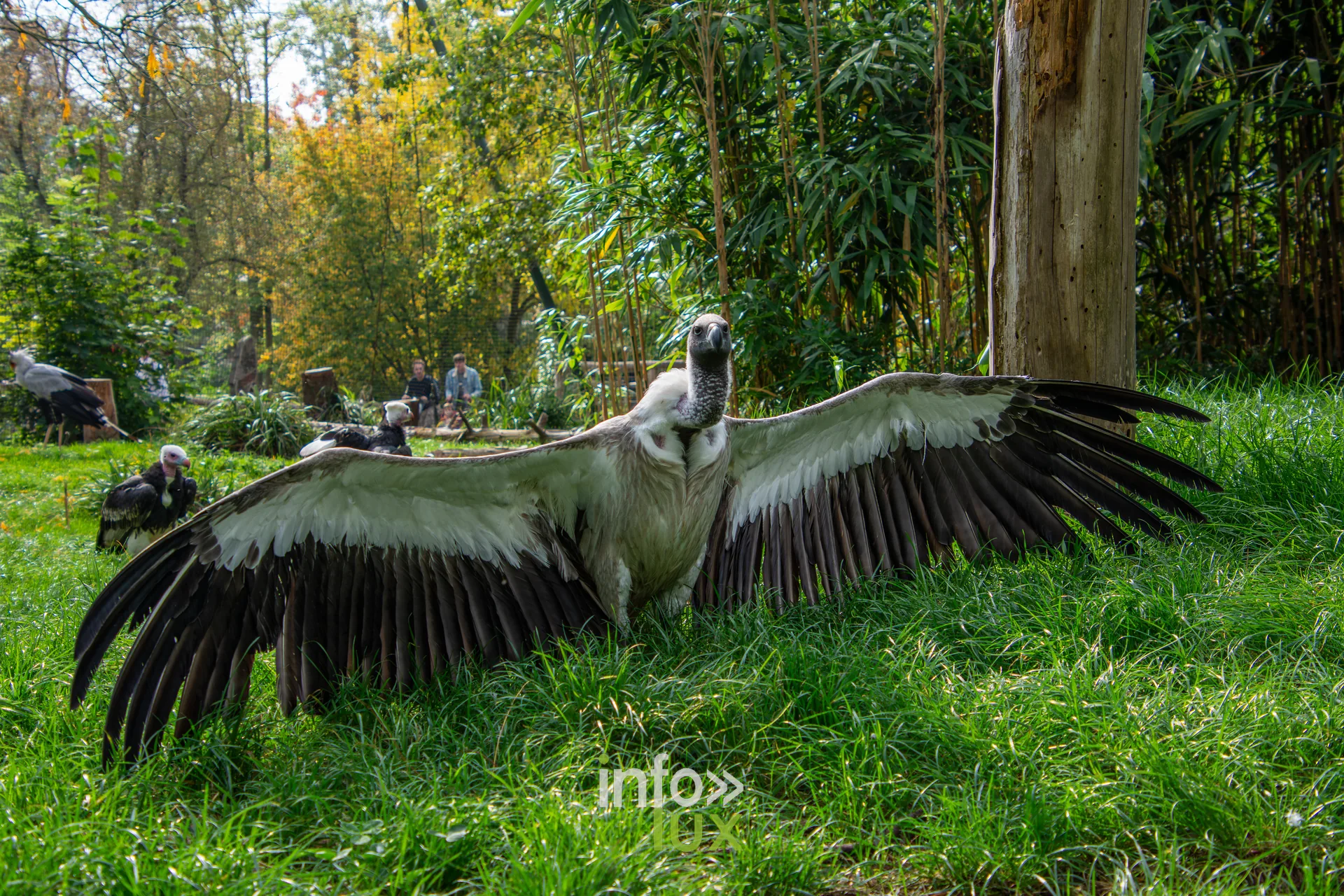 Vautour aux ailes déployées dans l’herbe, photo Dolorès Photographie
