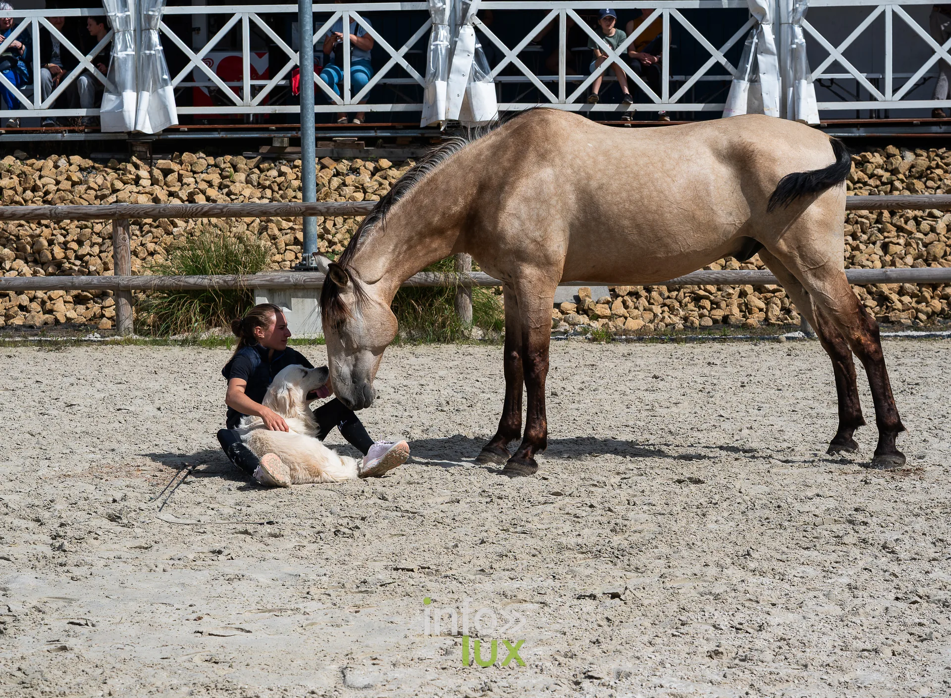 Cheval et cavalière agenouillée au sol dans un manège, photo Dolorès Photographie