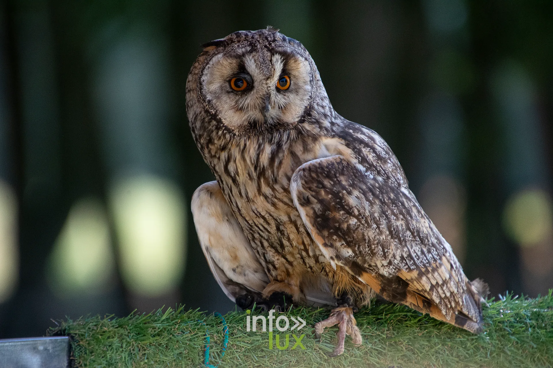 Hibou moyen-duc posé sur l’herbe, photo Dolorès Photographie