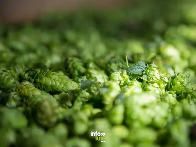 Truchtersheim > Exposition > Du houblon à l’esprit de la bière
