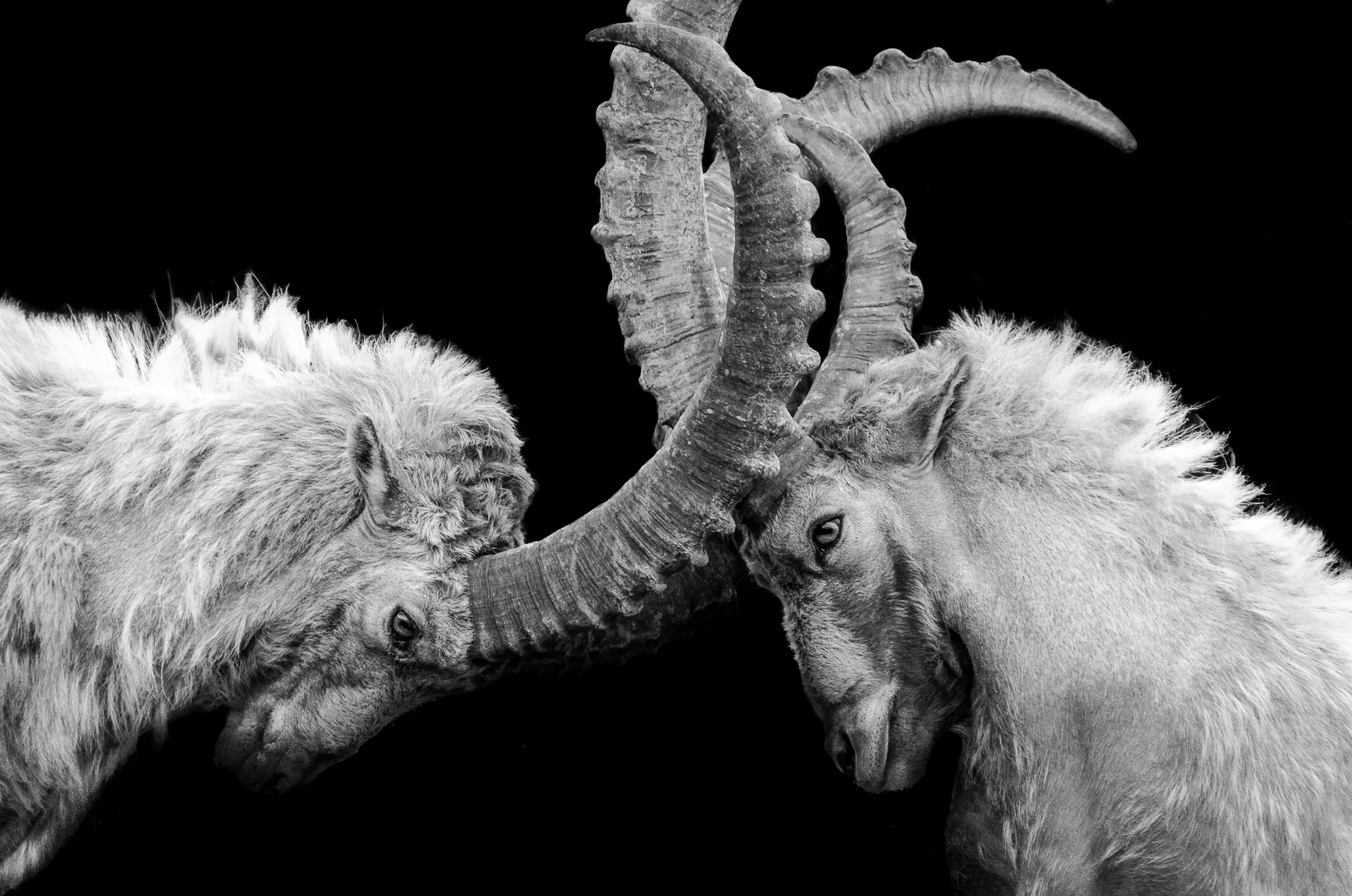 Deux bouquetins s’affrontent, cornes contre cornes, en noir et blanc