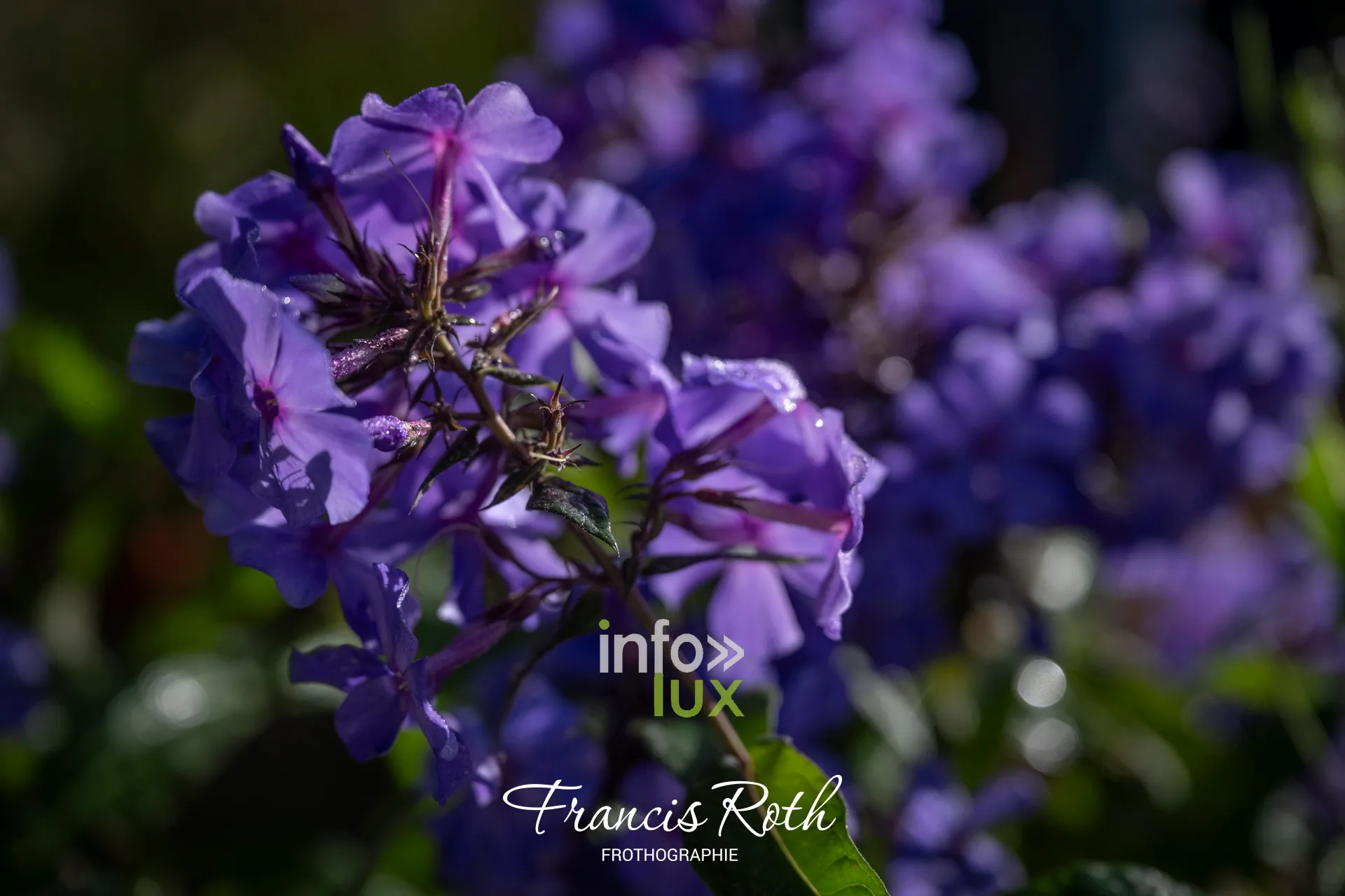 Fête des Plantes d’Aywiers 2026 à Lasne : phlox violets en fleurs