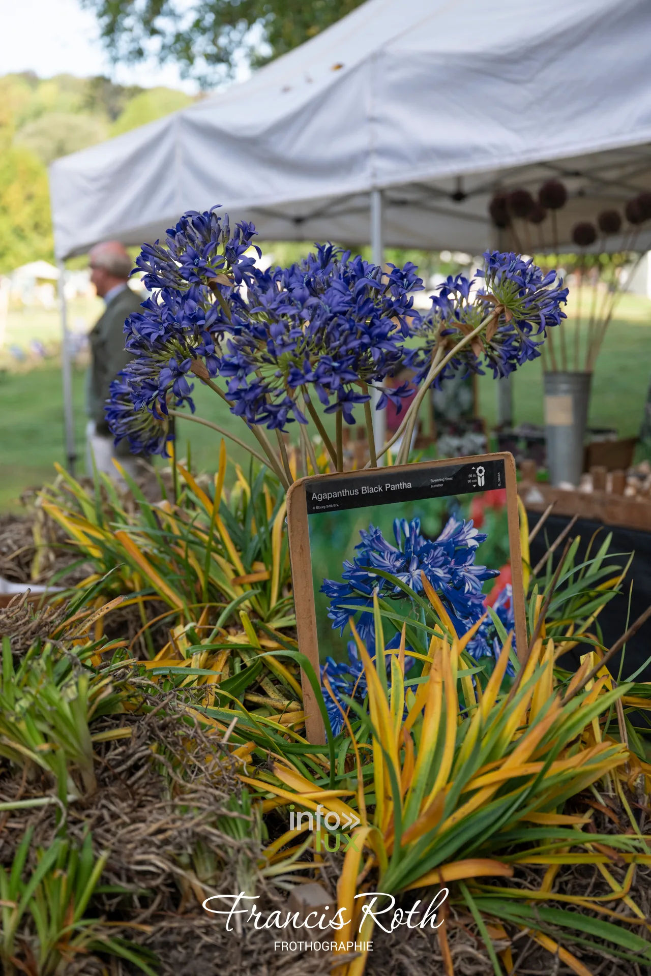 Fête des Plantes d’Aywiers 2026 à Lasne : agapanthes bleues présentées sur un stand