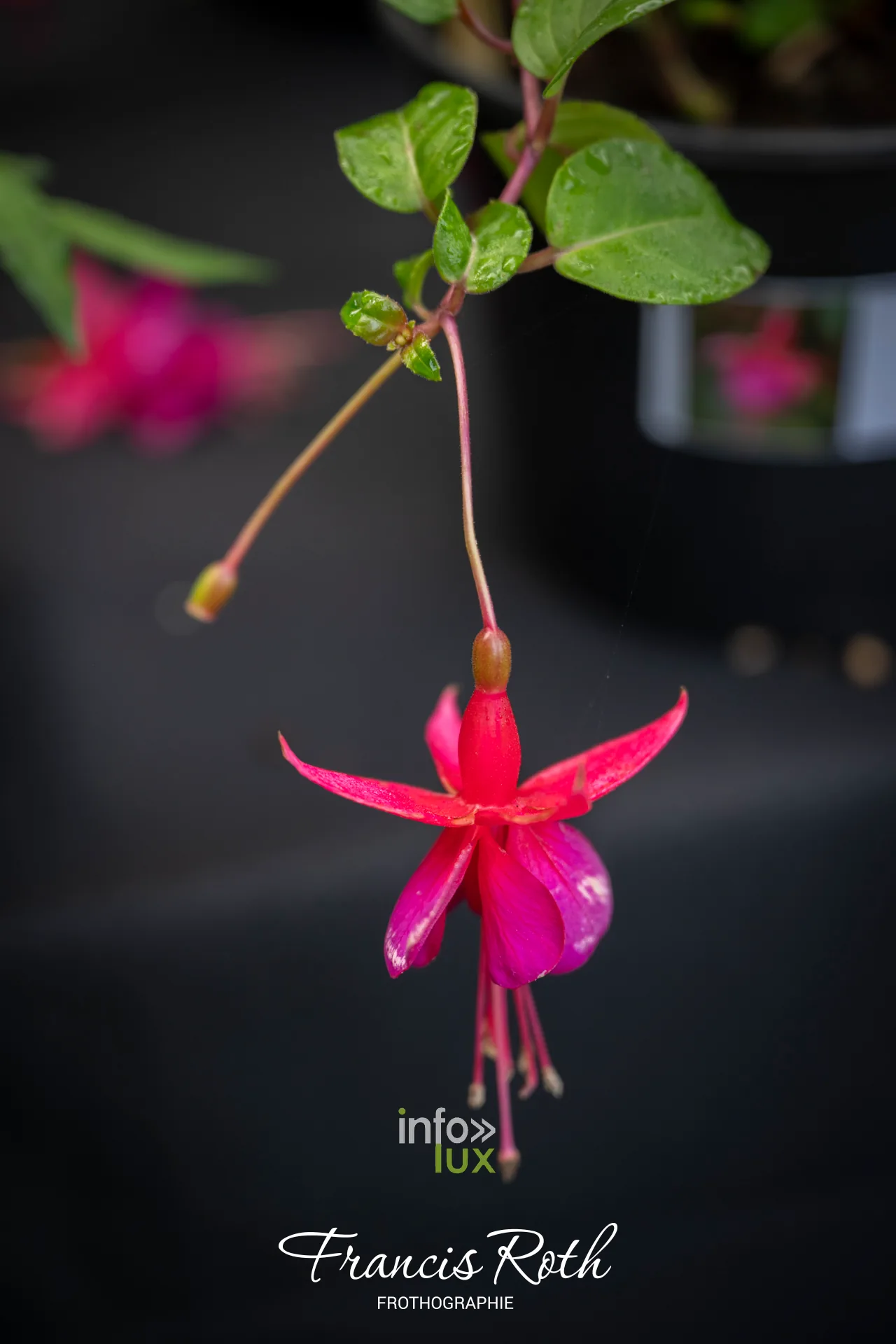 Fête des Plantes d’Aywiers 2026 à Lasne : fleur de fuchsia rose