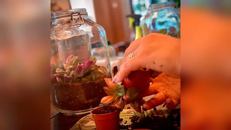 Bruxelles > Atelier > Atelier terrarium au SERRA