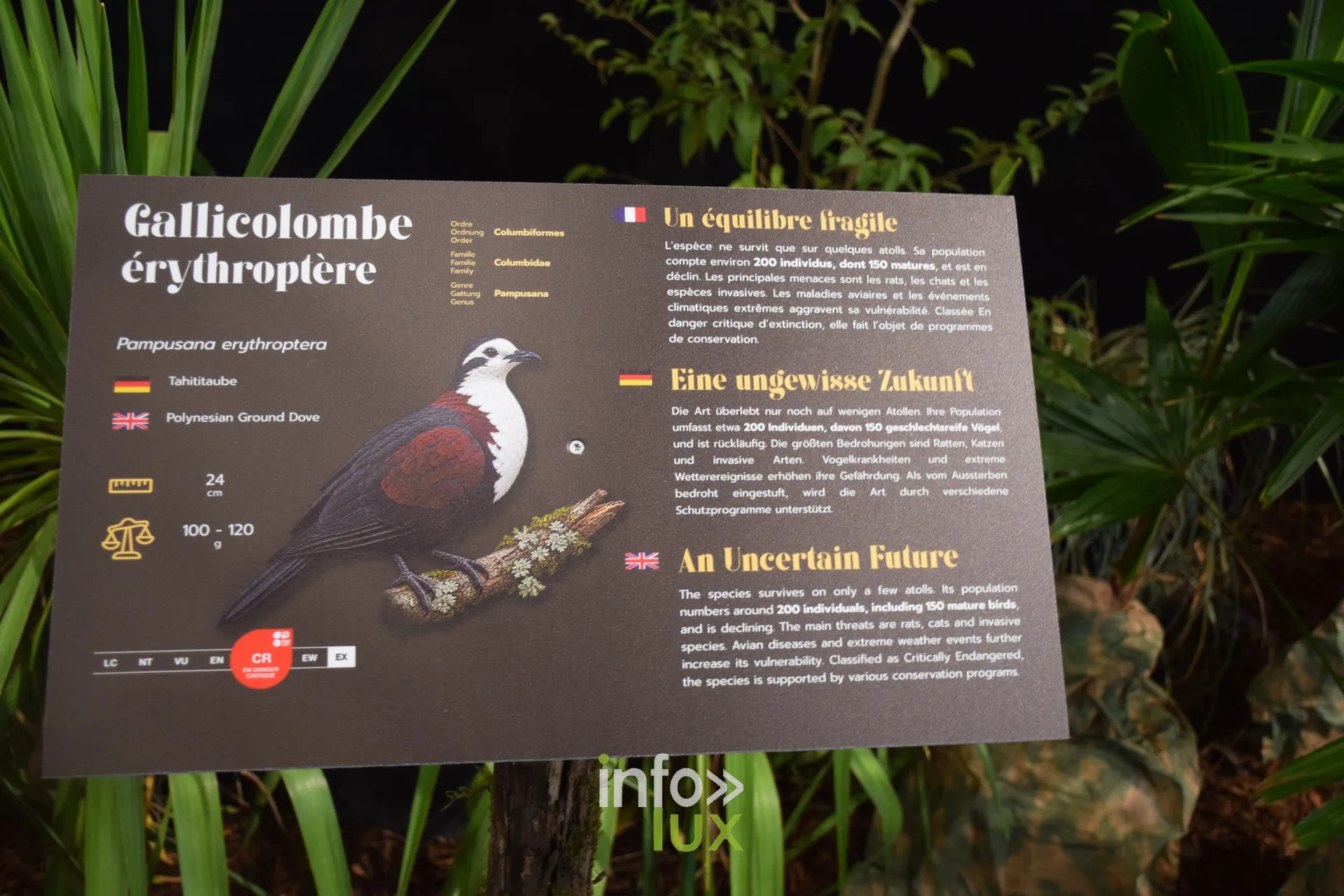 Panneau de la Gallicolombe érythroptère, Foire internationale de Metz 2026