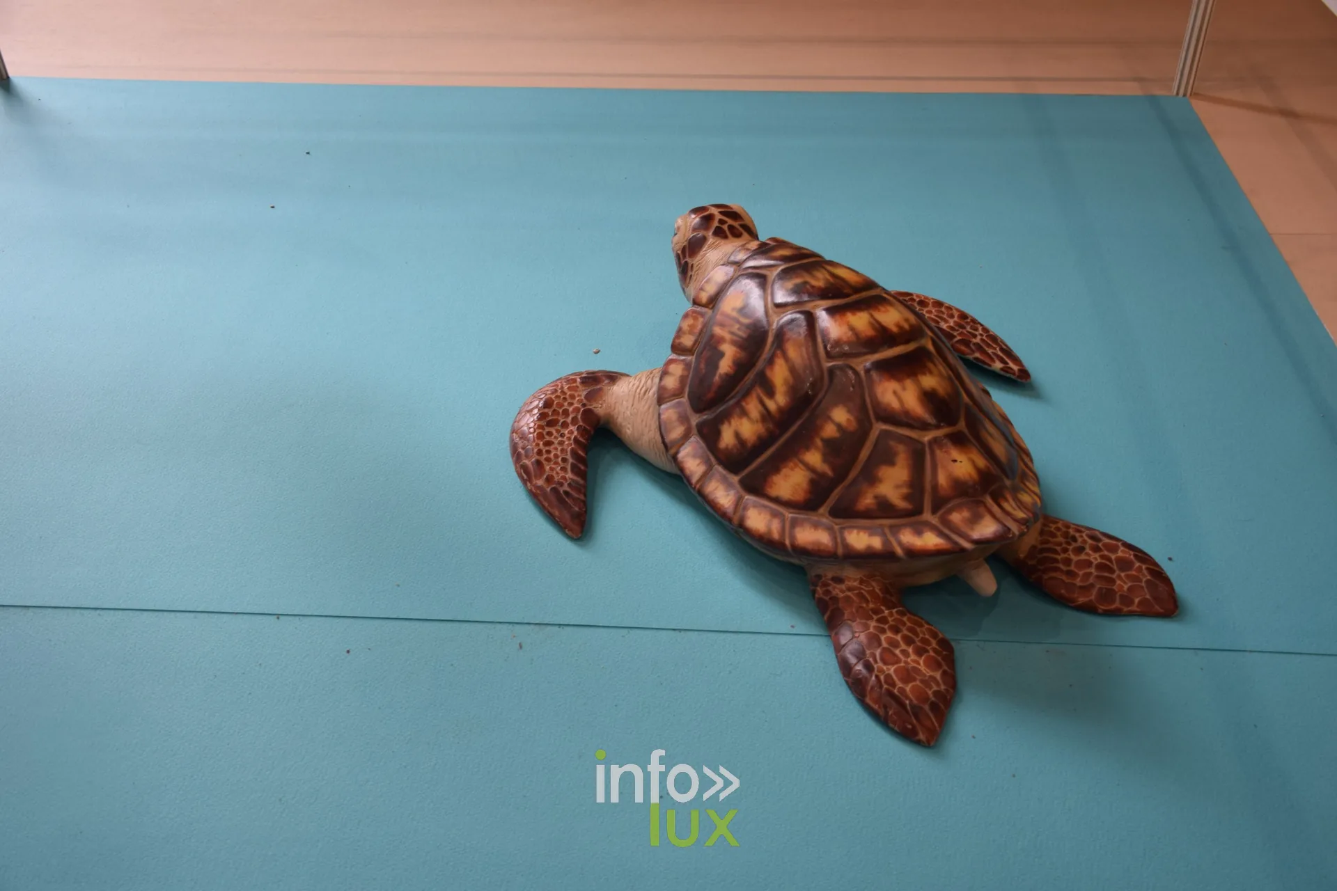 Sculpture de tortue marine au sol, Foire internationale de Metz 2026
