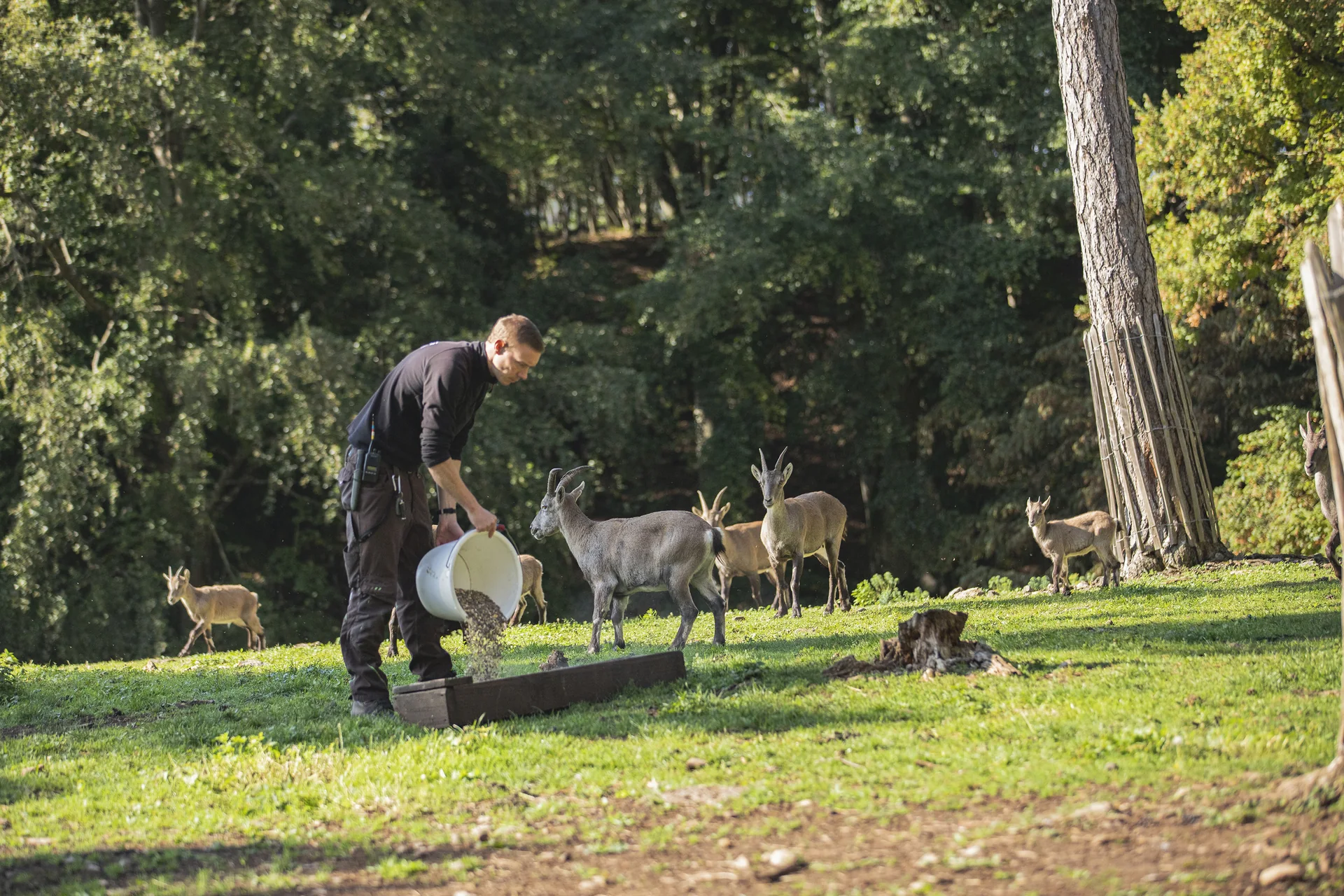 Un soigneur du Domaine des Grottes de Han verse la nourriture dans une auge entourée d’animaux du parc