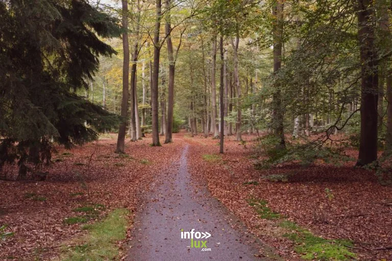 Haguenau > Balade > Vestiges de guerre en forêt