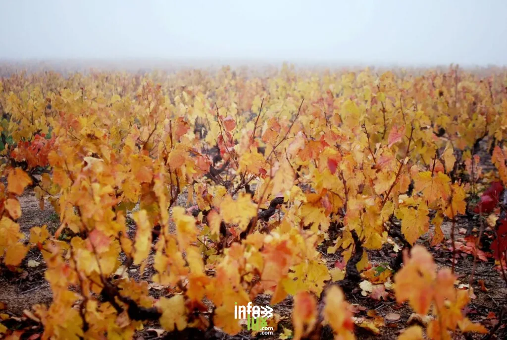 Vignoble brumeux avec des feuilles d'automne vibrantes, mettant en valeur la transformation colorée de la nature.