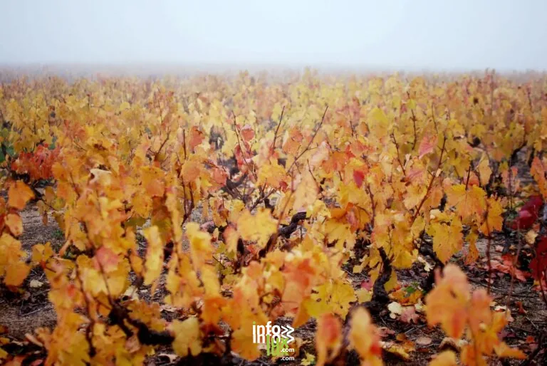 Boursault > Dégustation > Un Vigneron, Une Histoire – Champagne Alain David