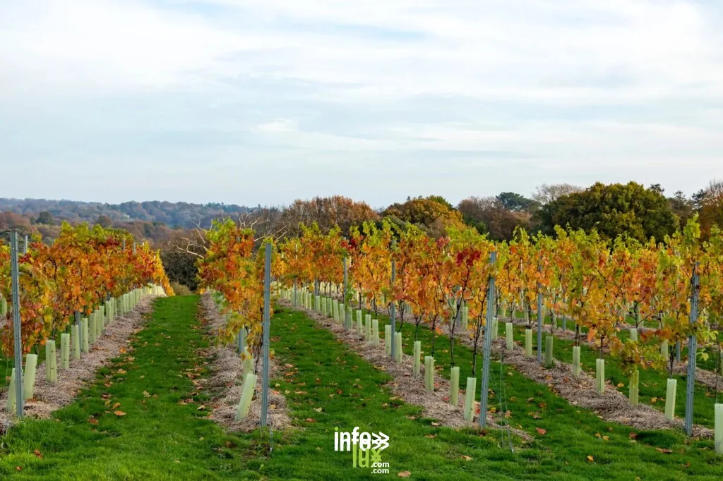 Vignoble d'automne dynamique avec un feuillage doré et des collines pittoresques en arrière-plan.