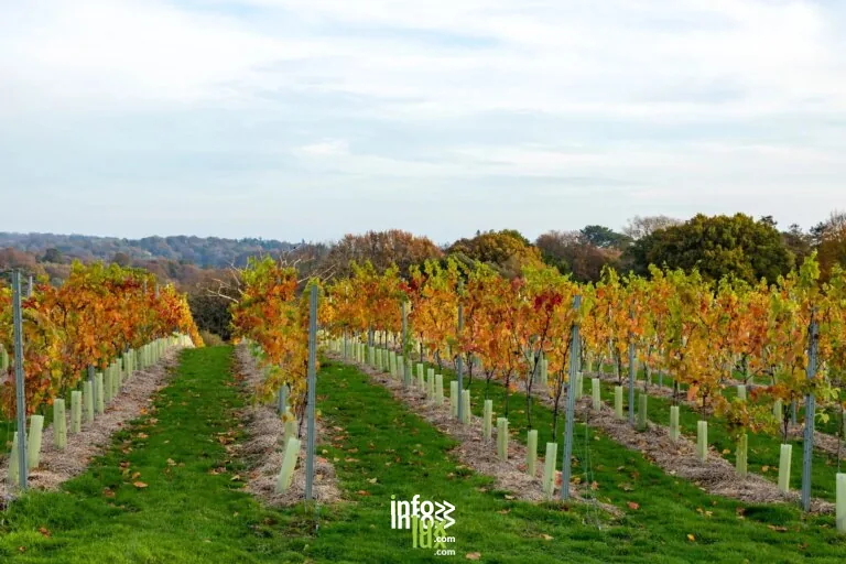 Cœur-de-la-Vallée > Dégustation > Vignobles en Scène : Apprenti vigneron au Champagne Dom Bacchus
