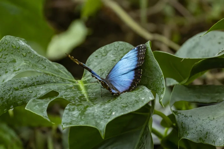 Papillon aux ailes bleues posé sur une feuille, photo de la Fondation Pairi Daiza pour le projet Kalymé