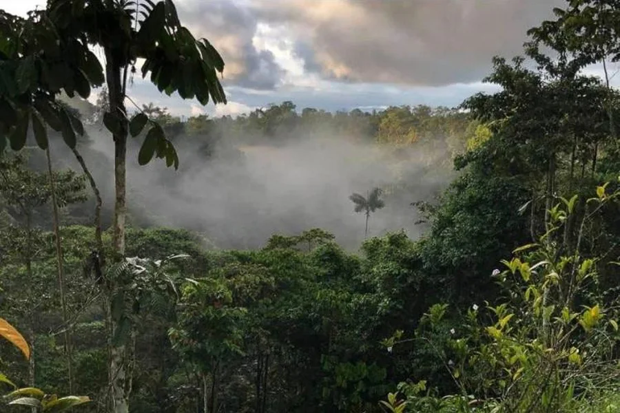 Forêt tropicale autour de la Quinta de Goulaine, dans la région de Mindo, au cœur du Chocó Andino en Équateur