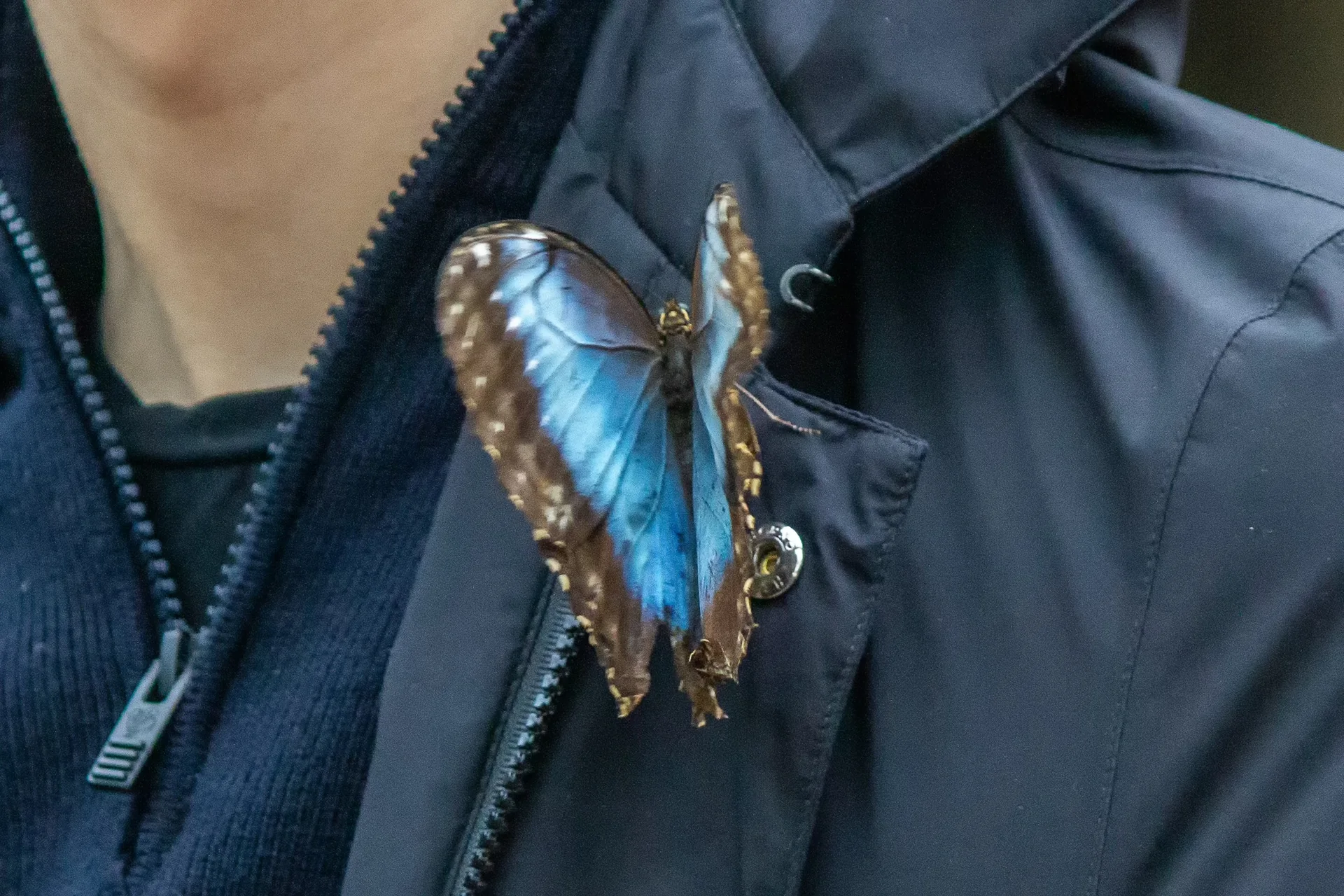 Papillon aux ailes bleues posé sur la veste d’un visiteur