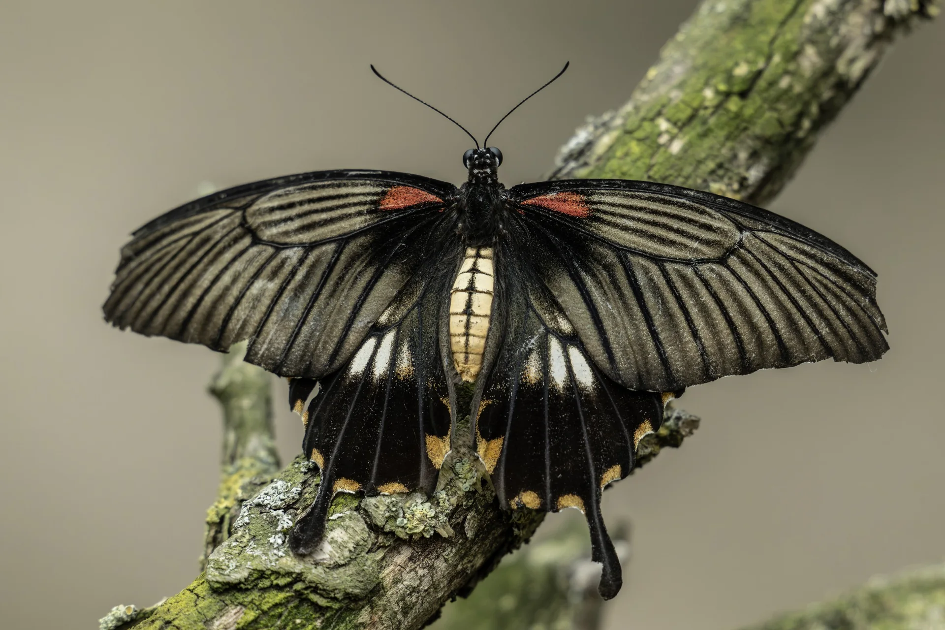 Papillon noir aux ailes déployées posé sur une branche