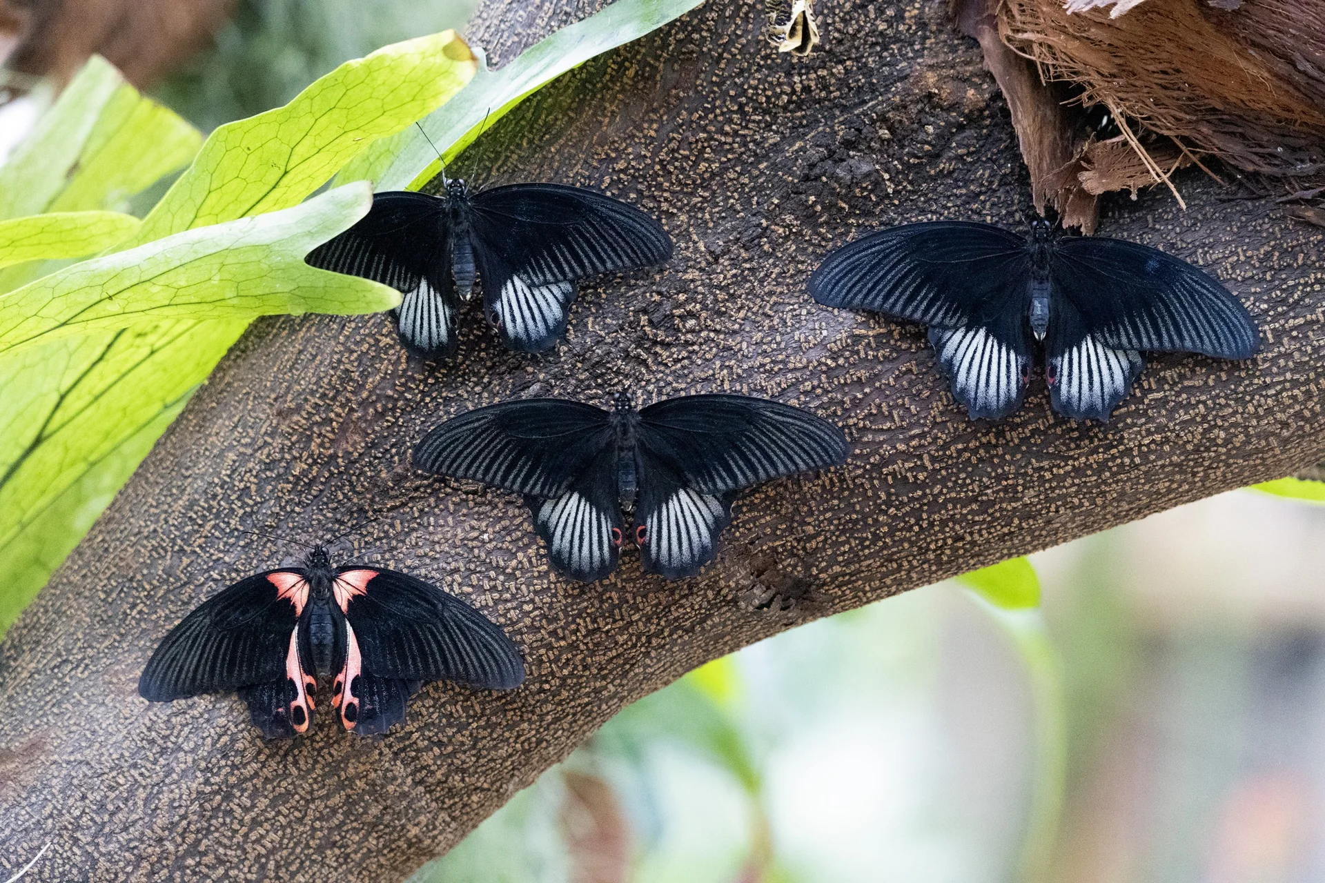 Quatre papillons noirs posés sur un tronc