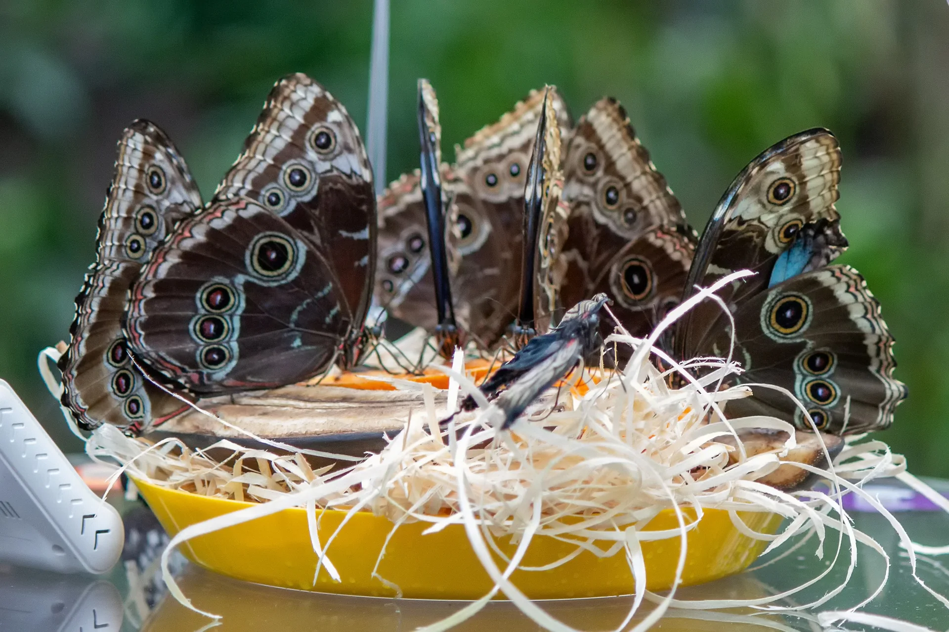Papillons posés autour d’une coupelle de nourriture