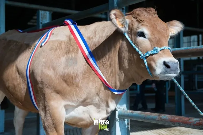 Rethel > Marché > Les Festi’Charolaises