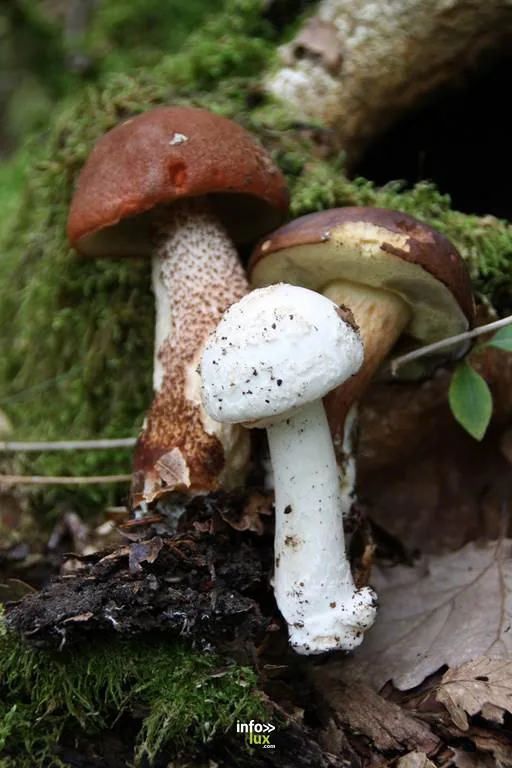 Boult-aux-Bois > Balade > Les Journées Champignons