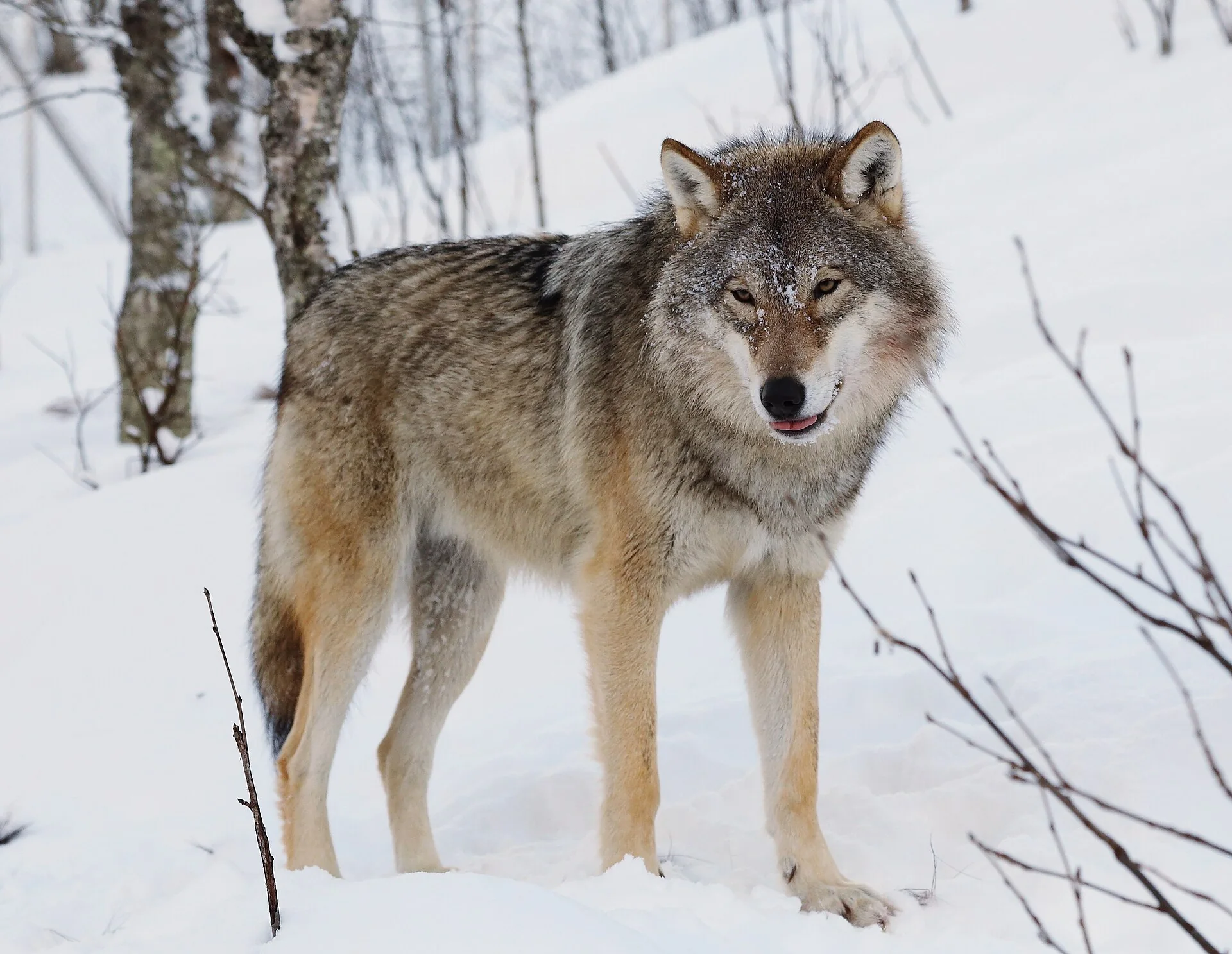 Loup gris d’Europe (Canis lupus) debout dans la neige, photo d’illustration