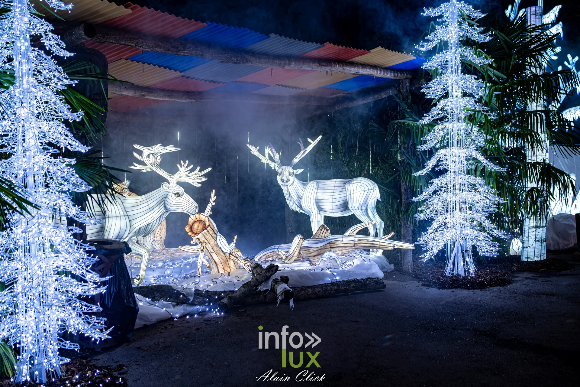 Luminescences 2026-2027 au Zoo d’Amnéville : rennes et sapins lumineux de l’univers de Noël (photo Alain Click)