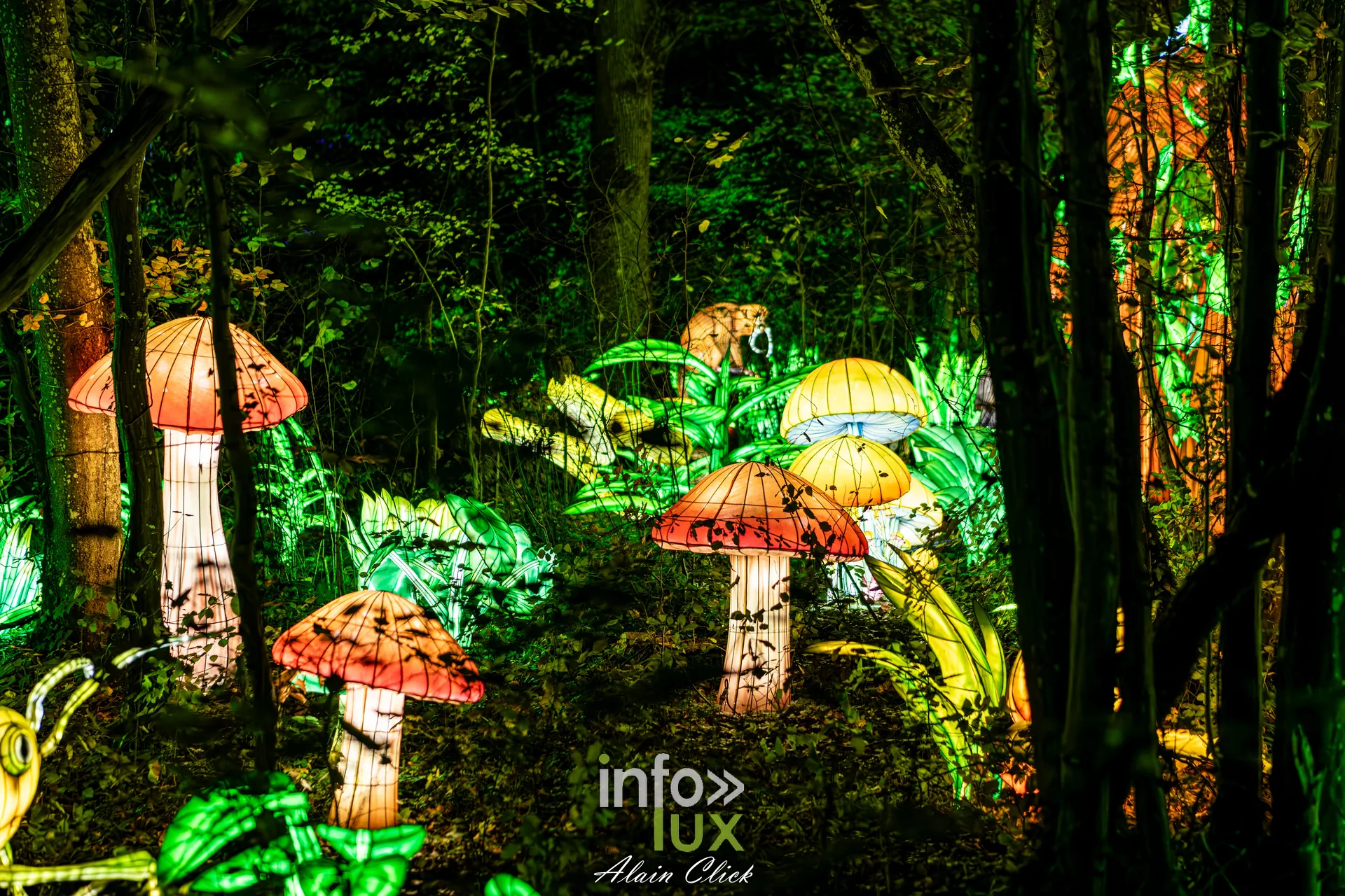Luminescences 2026-2027 au Zoo d’Amnéville : champignons géants lumineux dans la forêt du zoo (photo Alain Click)