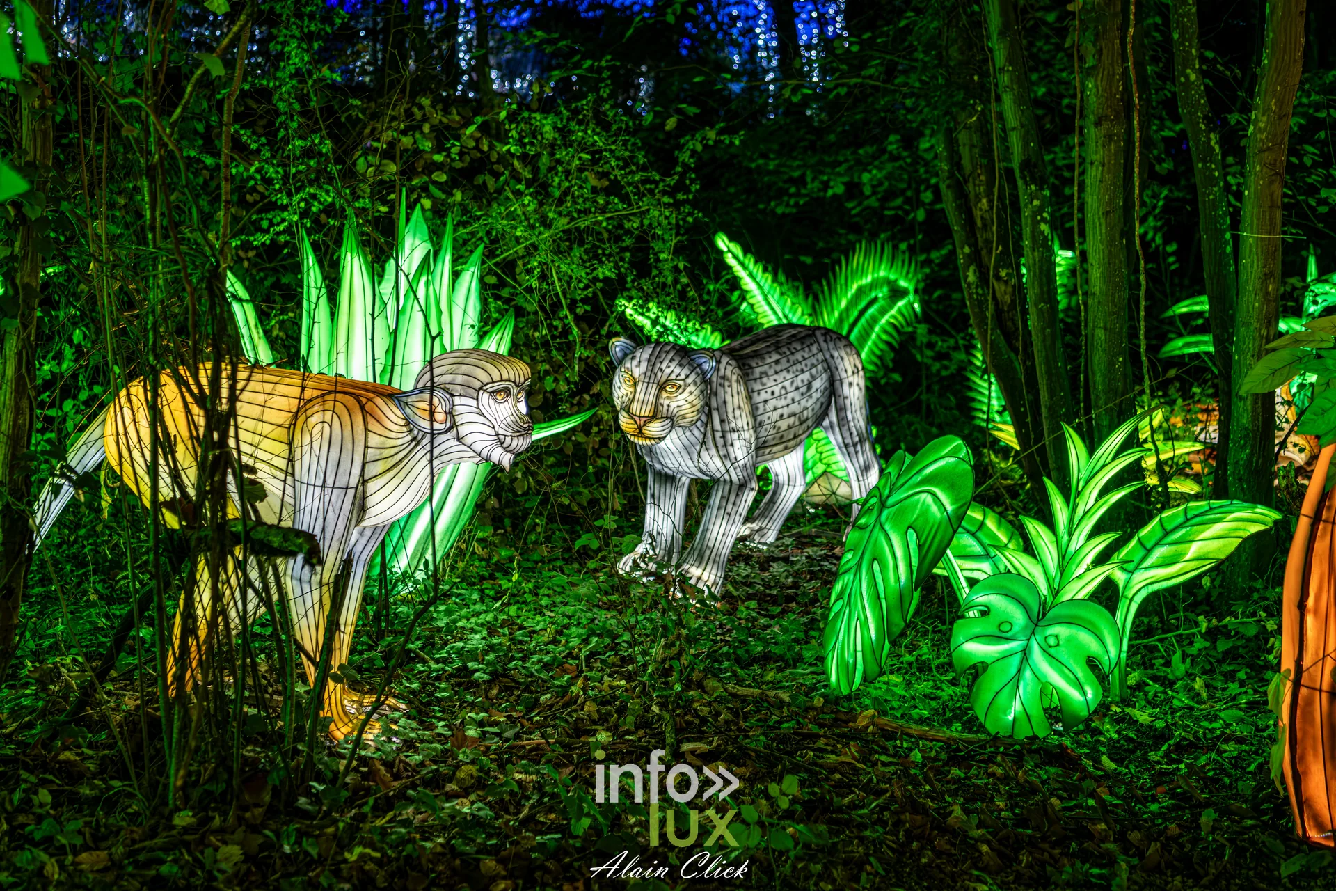 Luminescences 2026-2027 au Zoo d’Amnéville : deux félins en lanternes dans la végétation (photo Alain Click)