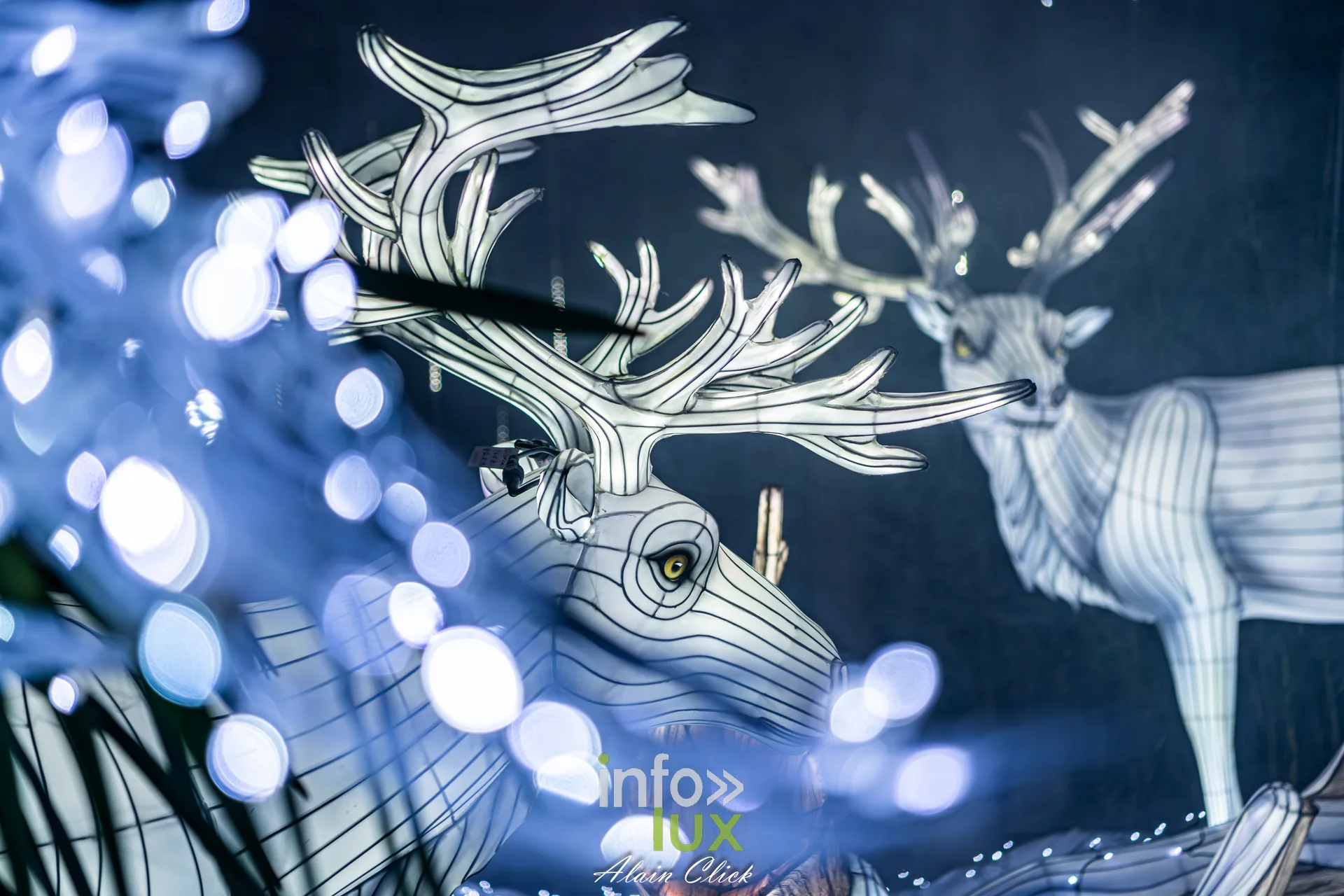 Luminescences 2026-2027 au Zoo d’Amnéville : rennes lumineux de l’univers de Noël (photo Alain Click)