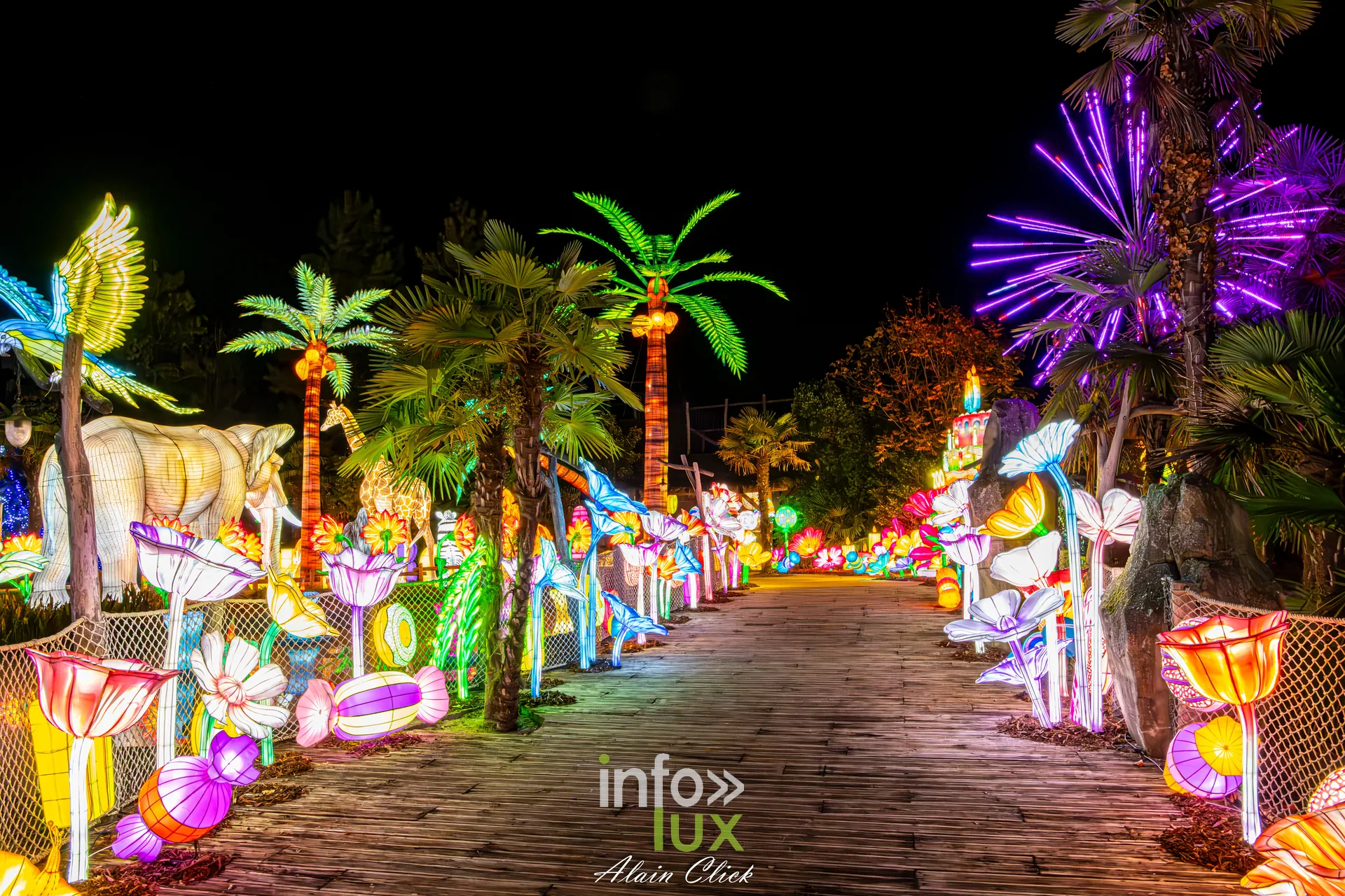 Luminescences 2026-2027 au Zoo d’Amnéville : allée de palmiers et de fleurs lumineuses (photo Alain Click)