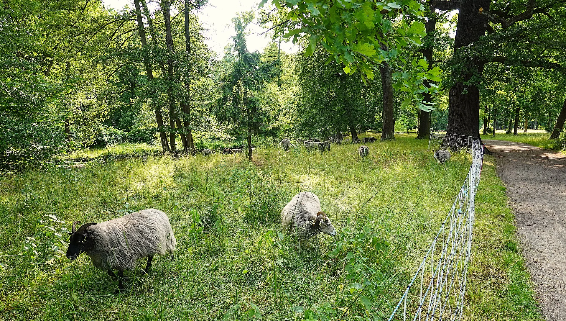 Moutons dans une prairie protégée par un filet électrique, photo d’illustration de la protection des troupeaux