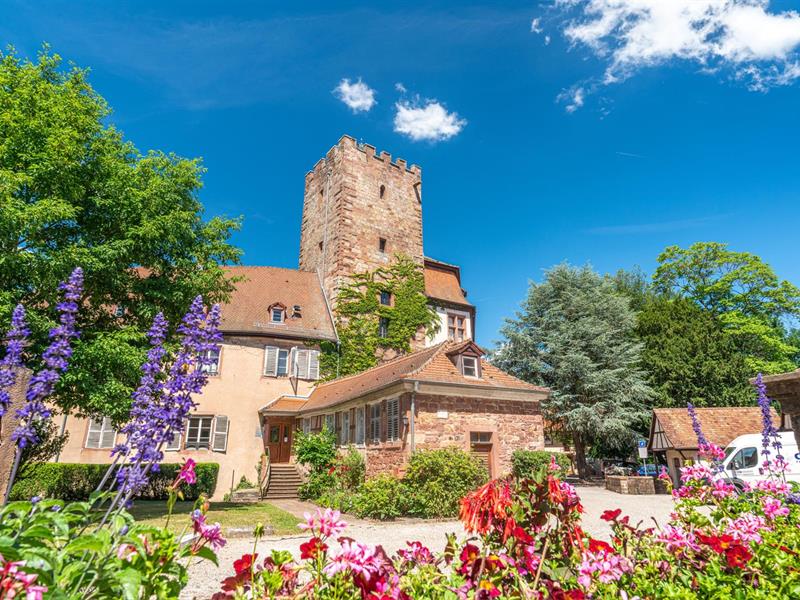 Château de l'Erlenburg à Romanswiller Château de l'Erlenburg à Romanswiller