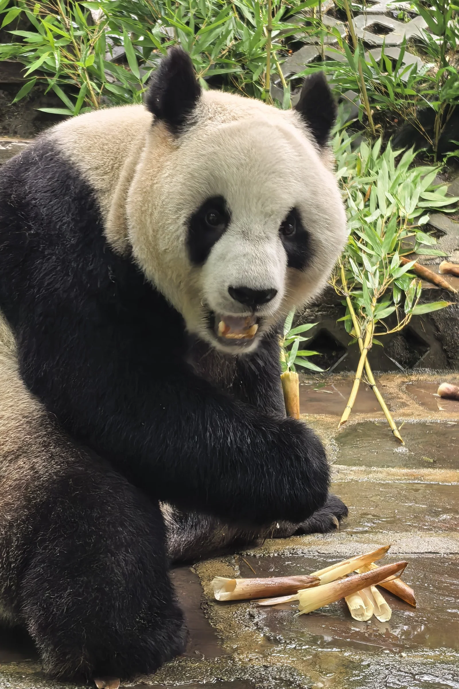 Ran Ran, femelle panda géant née en 2017, assise près de pousses de bambou