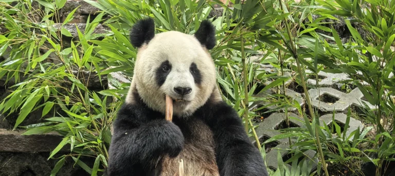 Ran Ran, femelle panda géant de neuf ans attendue à Pairi Daiza en novembre 2026, mangeant une pousse de bambou