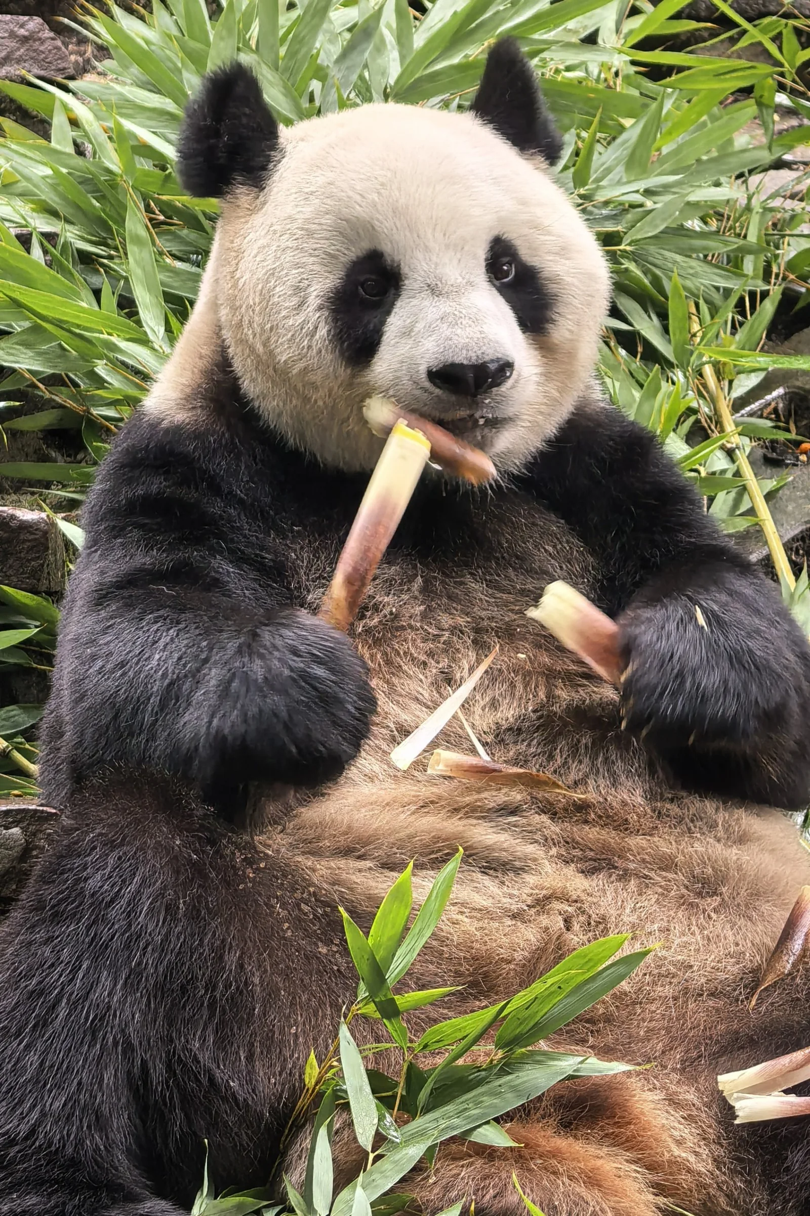 Ran Ran, femelle panda géant, assise parmi les bambous avec des pousses de bambou