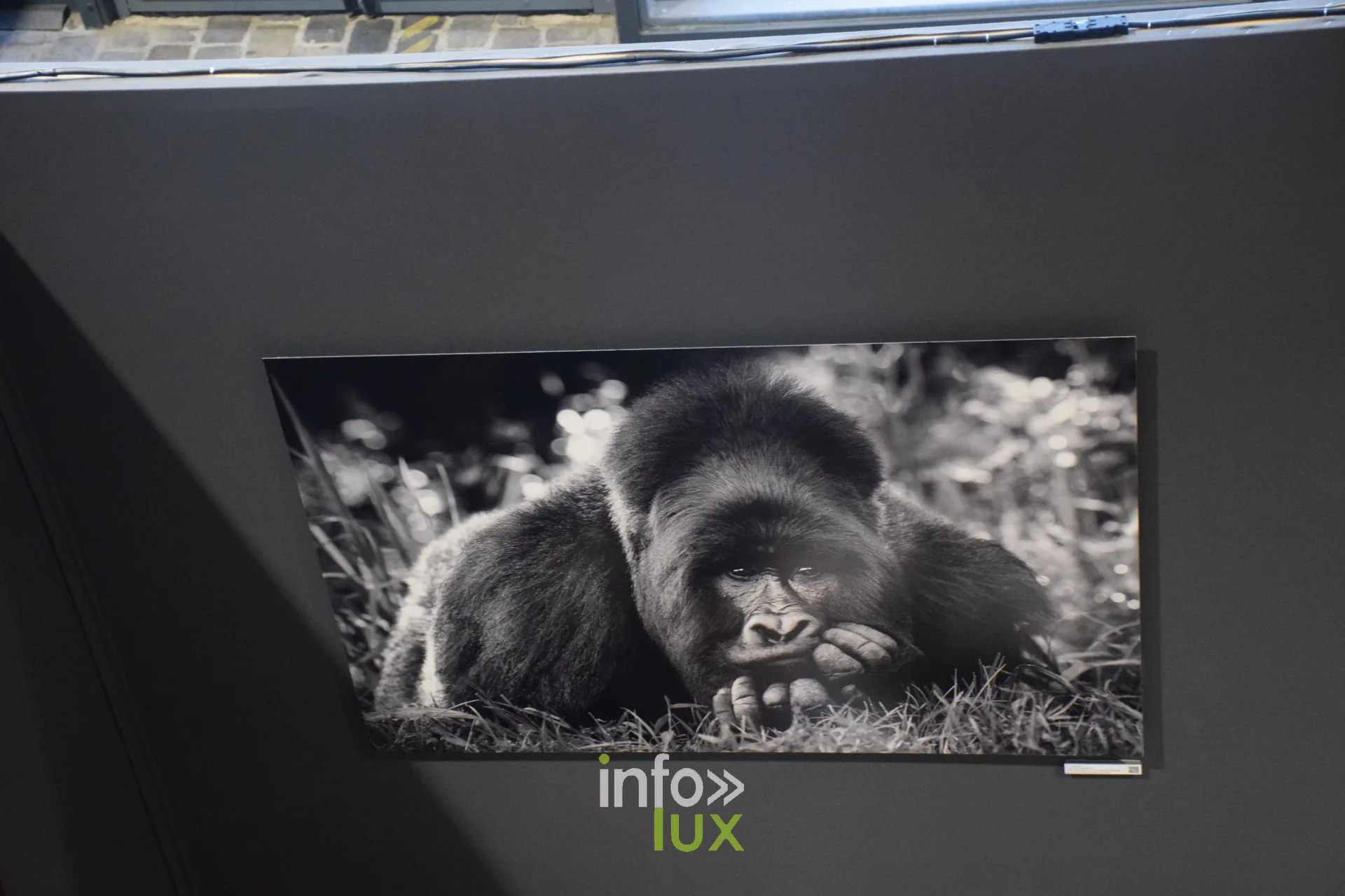 Salon Photo & Vidéo 2026, Grande Halle de la Villette, Paris : Un tirage animalier exposé