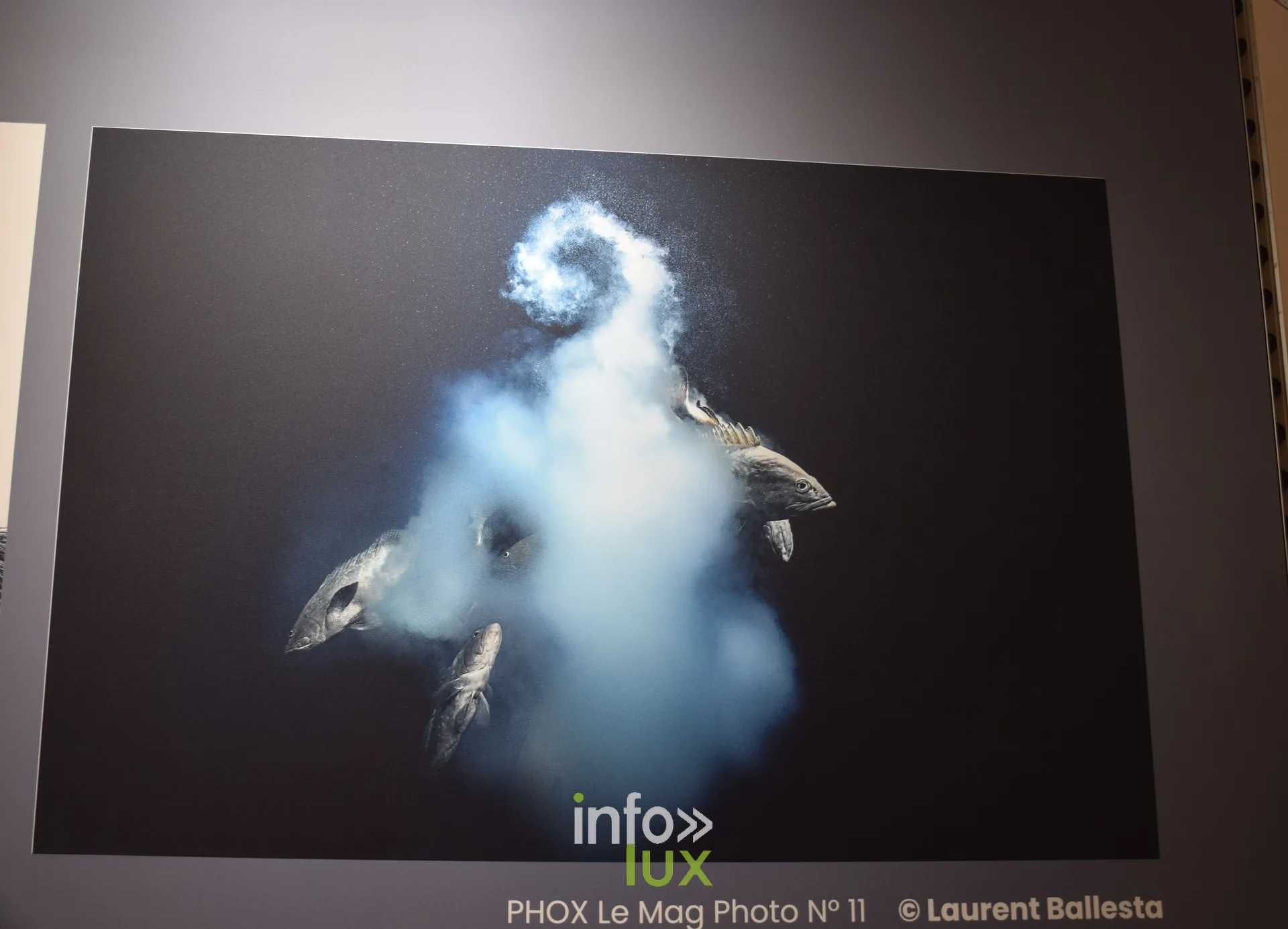 Salon Photo & Vidéo 2026, Grande Halle de la Villette, Paris : Une photographie de Laurent Ballesta exposée (PHOX Le Mag Photo n° 11)